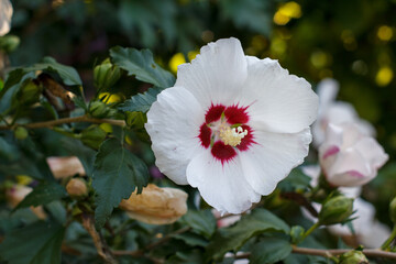 Hibiskus weiß mit einem roten Blütenansatz und gelbem Pollenansatz © JoHans
