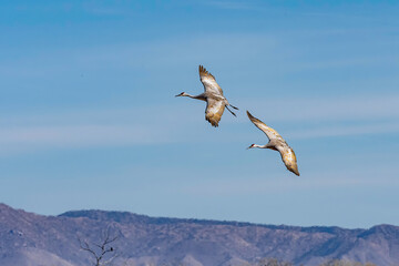 Pair of Sandhill Cranes in Flight