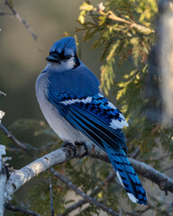 Blue Jay Bird Stock Photo and Image. Close-up perched on a branch with a blur forest background in the forest environment and habitat surrounding displaying blue feather plumage wings. Picture. 