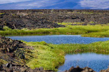 The beautiful contrast of the black lava flow among the green grass and blue lakes on Punta Moreno, Galapagos