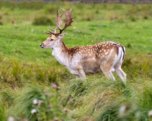 Deer Stock Photo and Image. Fallow Deer close-up side profile in the forest with a blur background in its environment and habitat surrounding.