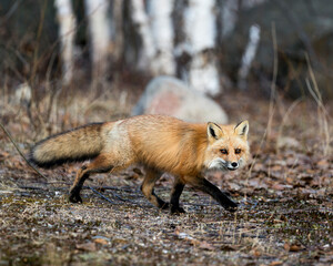 Red Fox Photo Stock. Fox Image. Close-up profile side view foraging for food in the spring season with blur background in its environment and habitat.  Picture. Portrait.
