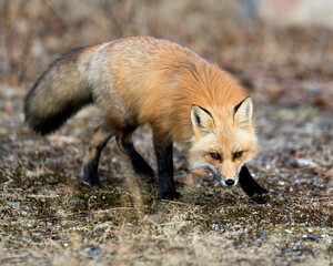Red Fox Photo Stock. Fox Image. Close-up profile side view foraging for food in the spring season with blur background in its environment and habitat.  Picture. Portrait.