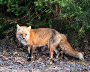Naklejka na ściany i meble Red Fox Photo Stock. Fox Image. Close-up profile side view in the spring season with spruce needles background and enjoying its environment and habitat. Picture. Portrait.