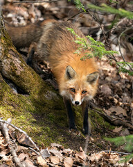 Naklejka premium Red Fox Photo Stock. Fox Image. Close-up profile front view in the spring season displaying fox tail, fur, in its environment and habitat with a blur foliage background.