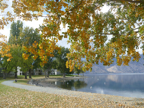 Golden autumn trees on shore of Lake Chelan