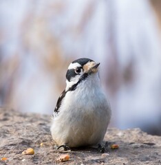 Downy woodpecker