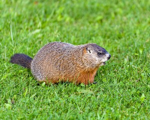Naklejka na ściany i meble Groundhog Stock Photo. Foraging for food in the grass with blur background and foreground grass in its environment and surrounding habitat.