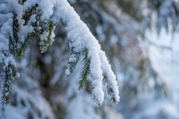 snow covered pine tree