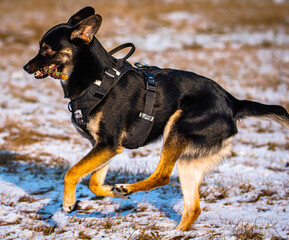 A satisfied dog running with a stick. Photo captured in a funny pet pose. Winter scenery of a walk with a dog. Satisfied face, cool visible teeth and eye.