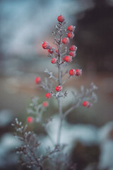 red winter