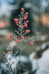 red berries in winter
