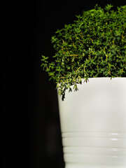 Thyme in a pot