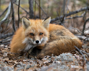 Red Fox Photo Stock. Fox Image. Close-up view resting on white moss and brown leaves in the spring...