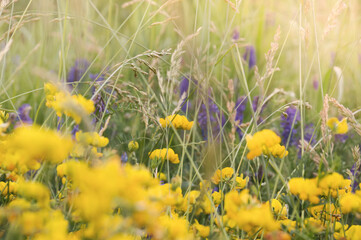 Beautiful colorful background with wild meadow flowers