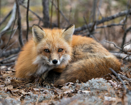 Red Fox Photo Stock. Fox Image. Close-up view resting on white moss and brown leaves in the spring season displaying fox tail, in its environment and habitat with a blur branches background. Portrait.