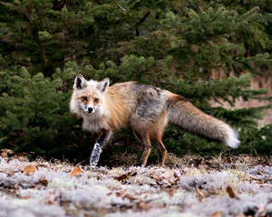 Red Fox Photo Stock. Fox Image. Close-up profile side view with spruce tree background and enjoying its environment and habitat.  Picture. Portrait.