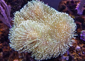 Naklejka na ściany i meble Close up of a beautiful Toadstool elather coral