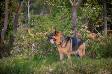 A female German Shepherd Dog enjoying a day at the beach.