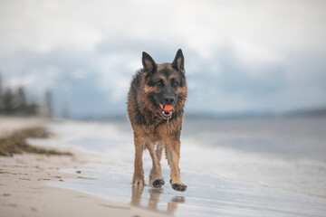 A female German Shepherd Dog enjoying a day at the beach.