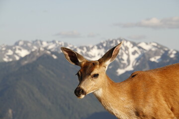 A Black-tailed Deer at Hurricane Ridge with the Olympic Mountains as a background