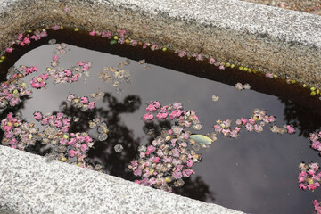 桜の散った手水
