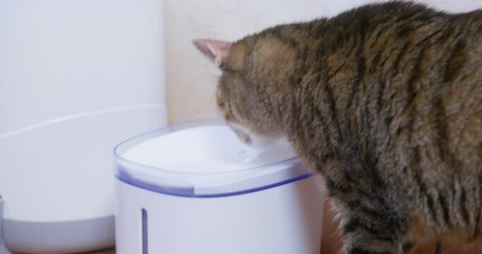 Tabby cat for the first time carefully drinks water from automatic pet fountain, which turns on and off by timer, a view from the back. Convenience devices for domestic animals.