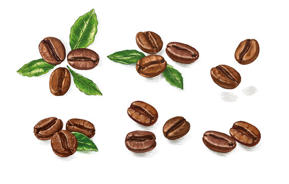 colorful set coffee beans Hand drawing sketch engraving illustration style