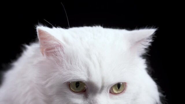 Close-up view of yellow eyes of white cat on black background. Studio photo. Luxurious isolated domestic kitty.