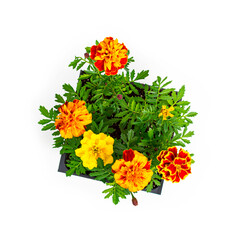 Pots of Mix Marigold Flowers for Sale at Market on White Background. Selective focus.