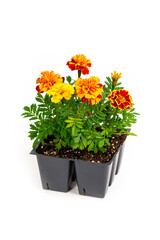 Pots of Mix Marigold Flowers for Sale at Market on White Background. Selective focus.