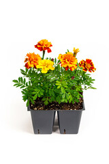 Pots of Mix Marigold Flowers for Sale at Market on White Background. Selective focus.