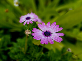 Dimorphotheca ecklonis. Osteospermum