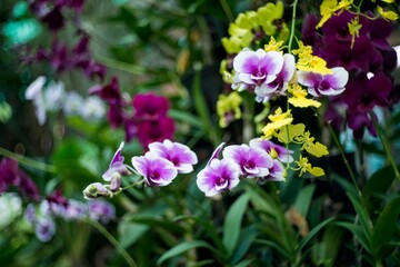 Natural photos: Colorful flower paintings. This is beautifull flowers