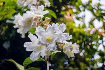 Natural photos: Colorful flower paintings. This is beautifull flowers