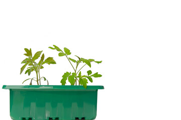 Tomato plants close-up isolated on white background.green seedlings in peat tablets on white background