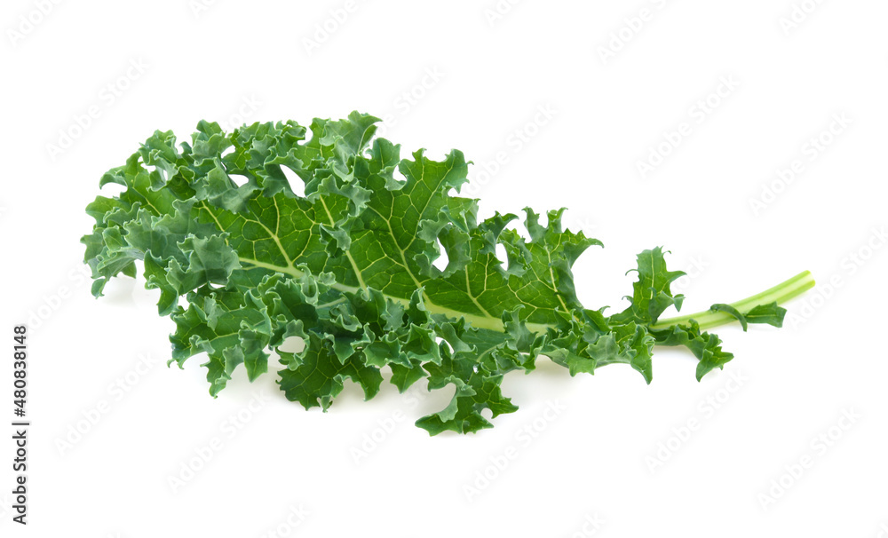 Wall mural kale leaf salad vegetable isolated on white background