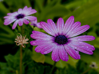 Obraz premium Dimorphotheca ecklonis. Osteospermum