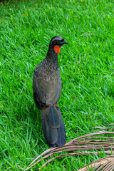 Rusty-Margined Guan