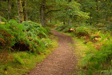 path in the forest