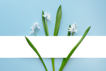 Bouquet Fresh blue spring flowers Scilla siberica. Flat lay. Narrow Paper Strip for copy space. Top view. Easter, 8 march, mother's day, spring background.