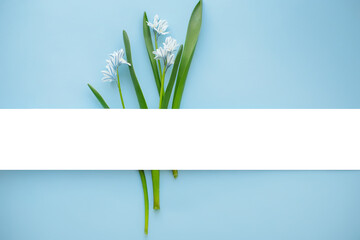 Bouquet Fresh blue spring flowers Scilla siberica. Flat lay. Narrow Paper Strip for copy space. Top view. Easter, 8 march, mother's day, spring background.
