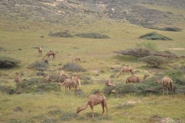 Naklejka premium Oman