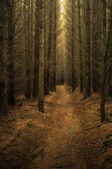 path in the forest