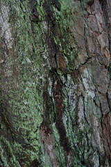 Bark Macro