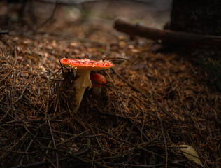 red mushroom in the forest
