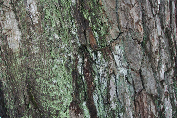 Bark Macro