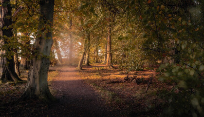 Autumn Path