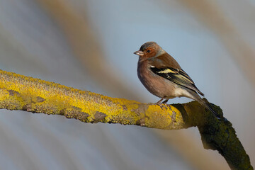 colorful common chaffinch bird on the branch in winter