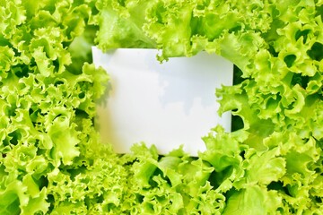 Close-up green lettuce leaf leaf background with white paper frame space for writing text.